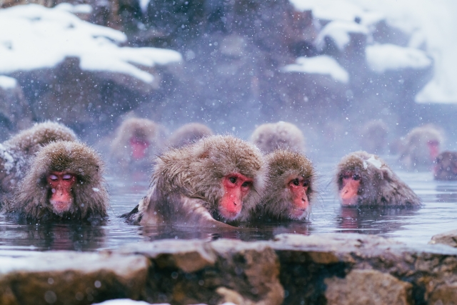 Jigokudani Monkey Park: Where Snow Monkeys Soak in Hot Springs